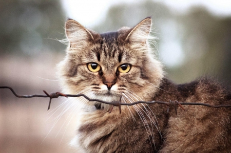 Cat - pretty, cat face, sleepy, paws, kitten, cats, face, sleeping, hat, beautiful, beauty, lovely, sweet, cat, cute, animals, kitty