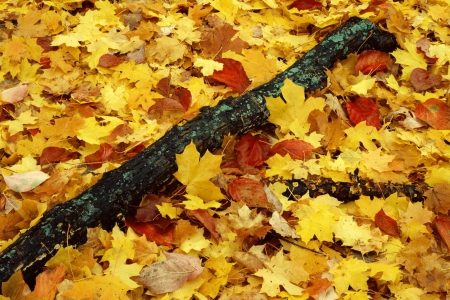 Forest Floor in Fall - Season, Autumn, Leaves, Nature, Fall, Photography