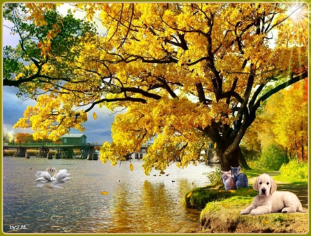 cute dogs and cats,autumn............