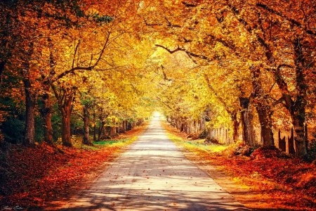 October - nice, autumn, colorful, mirrored, shine, foliage, fall, pretty, reflection, tree, golden, branches, falling, lovely, nature, glow, october, beautiful, leaves, colors