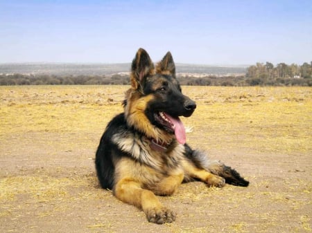 German Shepherd - nature, big, resting, dog