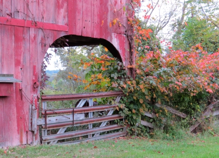 Old Red Barn - red, fall, country, architecture, fence, field, bushes, barn, nature, autumn