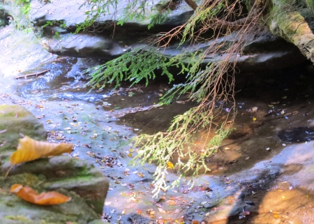 Country Stream in Autumn - stone, water, creek, forest, leaves, fall, float, nature, autumn, pine, leaf, country, rocks