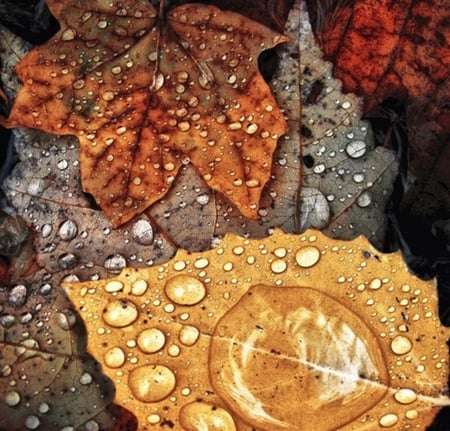 beautiful fall - fall, nature, autumn, drops, leave