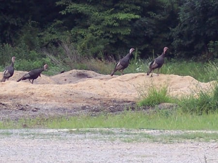 4 Big birds - see, cool, look, birds