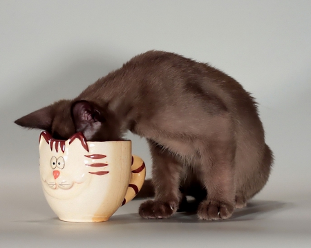 Good to the last drop - cute, sweet, drinking, cup, cat