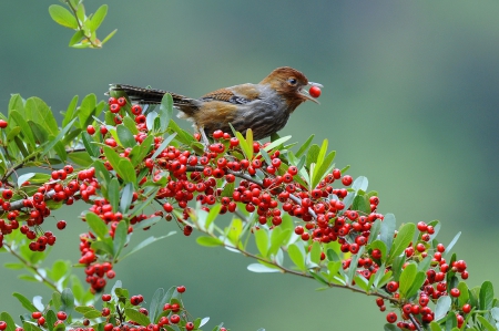 *** Bird *** - animal, animals, bird, birds