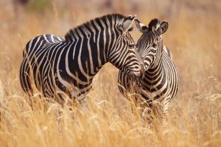 *** Zebras *** - zebras, animal, animals, zebra