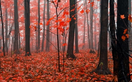 *** Autumn forest *** - trees, forest, nature, autumn