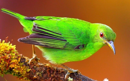 *** Green bird *** - animal, animals, bird, birds