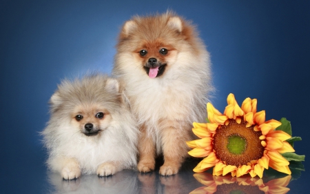 *** Dogs with flower *** - sunflowers, animals, dog, animal, dogs