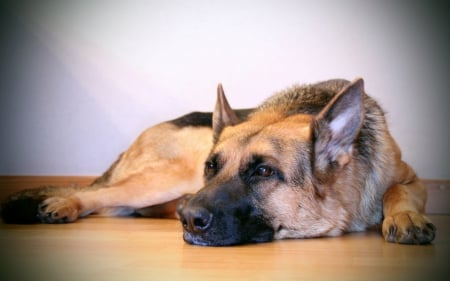 *** German Shepherd *** - animal, dogs, animals, dog