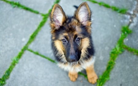 *** German Shepherd *** - dog, animal, dogs, animals