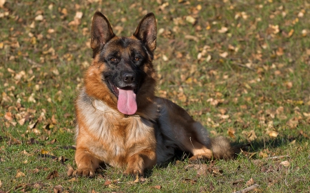 *** German Shepherd ***