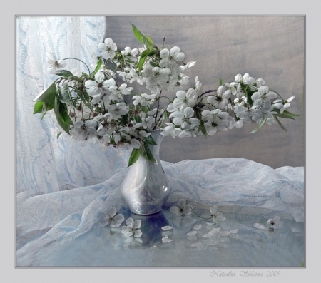 Still life - flowers, white, nature, soft