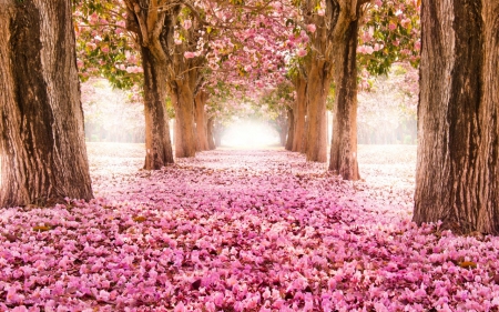 Pink flower path - trees, park, ground, path, pink, beautiful, flowers, cherry blossoms, flower