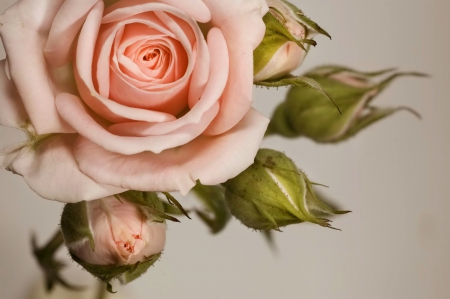 Beautiful rose - delicate, rose, pretty, pink, beautiful, flowers, tender, buds, leaves, petals, nice, lovely