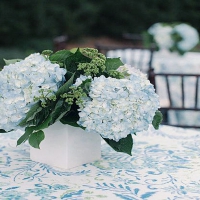 â€âš˜Soft Hydrangeasâš˜â€