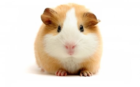 Guinea Pig - pig, animal, hamster, guinea