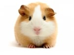 Guinea Pig