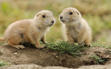 Gopher - animal, paw, rodent, gopher