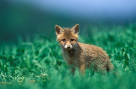 Fox - tail, animal, nature, fox