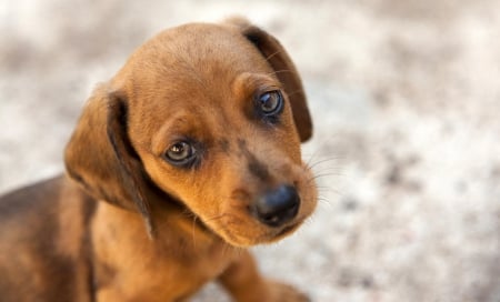 Puppy - face, pretty, playful dog, cute, animals, beautiful, sweet, puppy, playful, dogs, puppies, lovely, dog face