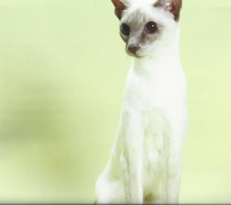 Siamese cat - cute, paws, siamese, cat