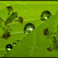 TWO ON A LEAF