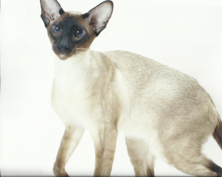 Siamese cat - cute, paws, siamese, cat