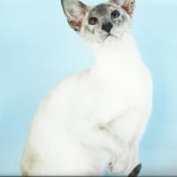 Siamese cat