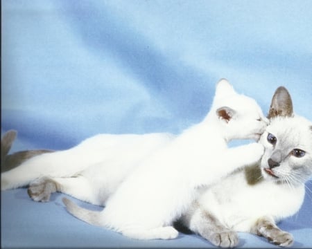 Siamese family - paws, cat, cute, siamese, kitten