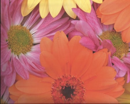 Flowers - flowers, Orange, yellow, purple