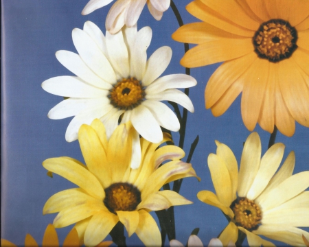 Flowers - white, yellow, orange, flowers, daisies