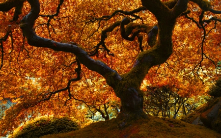 Japanese Oak in Autumn - forest, trees, nature, autumn