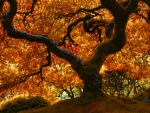 Japanese Oak in Autumn