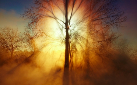 Dawning of a New Day - tree, forest, flare, sunrise