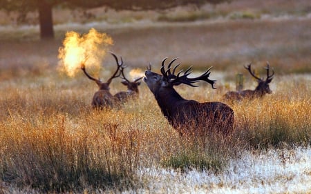 Bull Elk on a Cold Morning - Grass, Animals, Snow, Elk