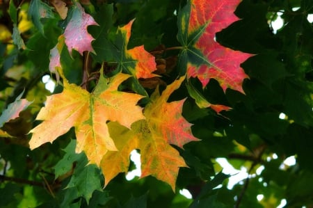 Autumn colors