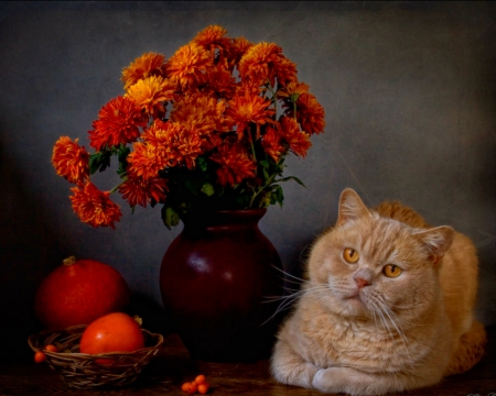 Still life - flowers, cat, still life, animals