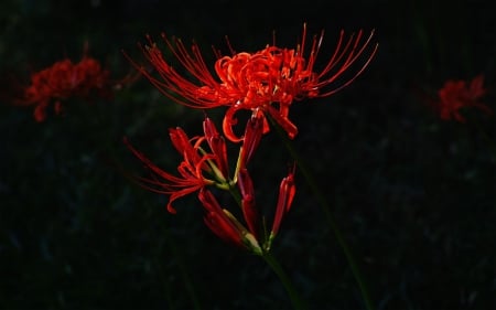 Red flower - black, flower, red, autumn