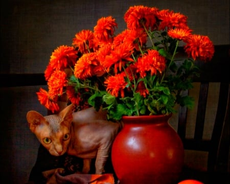 Still life - flowers, still life, cat, vase