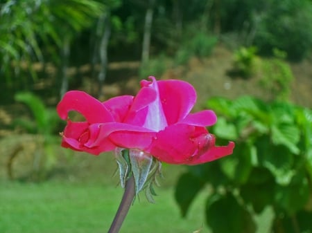 Rose - remya dasan, reshmadasan, paruparvathy, dasan