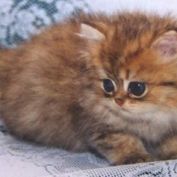 Cute Persian Kitty