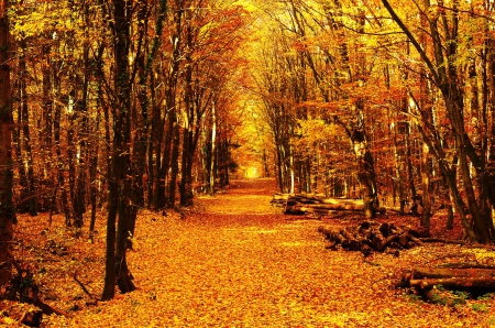 Fall Colors - path, trees, autumn, forest, leaves