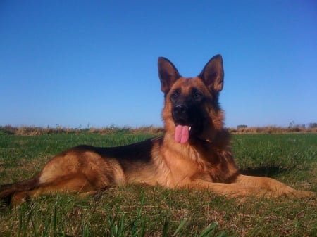 German Shepherd - nature, resting, ears, meadow, tongue