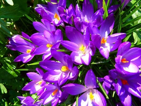 Purple Paradise! - flowers, paradise, nature, purple