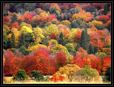 autumn trees - autumn, many, colorful, york, new