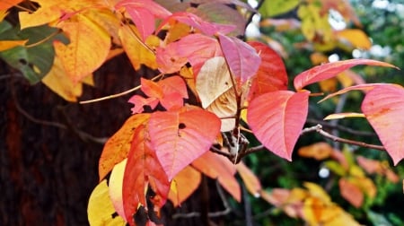 A Touch Of Autumn - autumn leaves, A Touch Of Autumn, fall colors, autumn colors