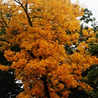 Autumn In Ohio